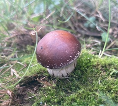 Stropharia rugosoannulata