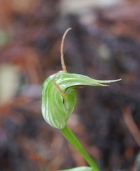 Pterostylis montana