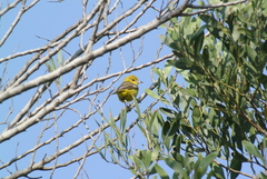 Icterus spurius