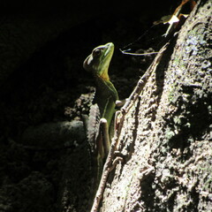 Basiliscus galeritus