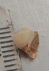 Amphibola crenata