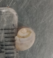 Amphibola crenata