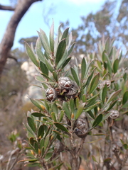 Leptospermum turbinatum