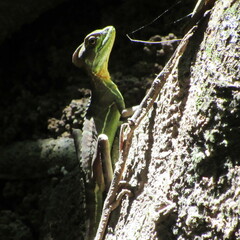 Basiliscus galeritus