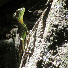 Basiliscus galeritus
