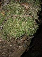 Hypnum circinale