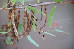 Acacia multisiliqua