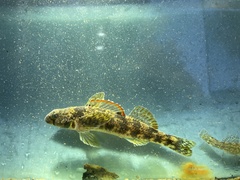 Etheostoma inscriptum