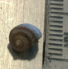 Amphibola crenata