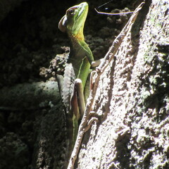 Basiliscus galeritus