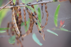 Acacia multisiliqua