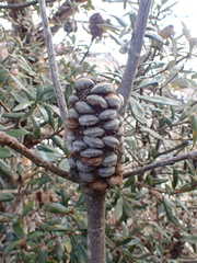 Banksia saxicola