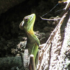 Basiliscus galeritus