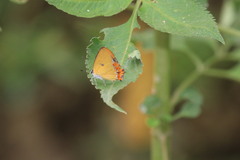 Heliophorus epicles