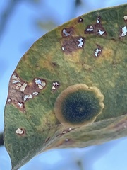 Andricus pattersonae