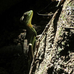 Basiliscus galeritus