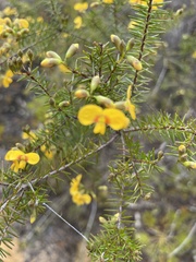 Dillwynia retorta