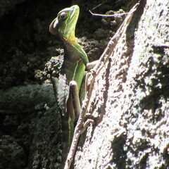 Basiliscus galeritus