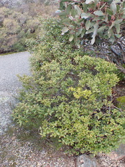 Prostanthera lasianthos