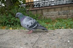 Columba livia domestica