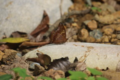 Charaxes bernardus