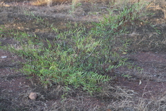 Acacia multisiliqua