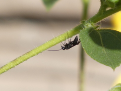 Pompiloidea