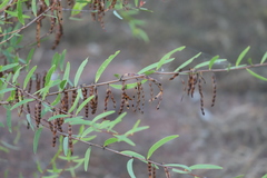 Acacia multisiliqua