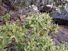 Prostanthera lasianthos