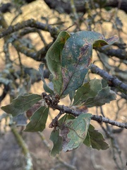 Quercus douglasii