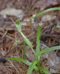 Pterostylis montana