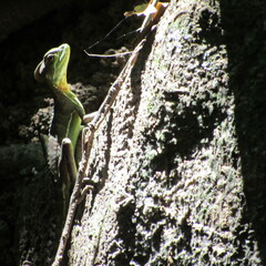 Basiliscus galeritus