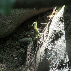 Basiliscus galeritus