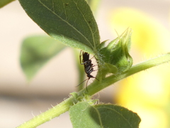 Pompiloidea