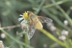 Chrysanthrax edititius