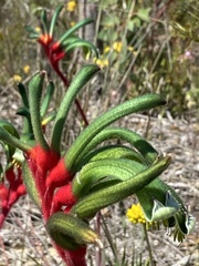 Anigozanthos manglesii