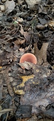 Rhodotus palmatus