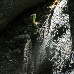 Basiliscus galeritus