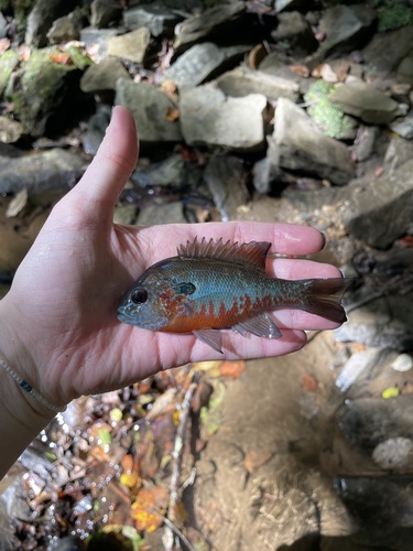 Roodborstzonnebaars (Lepomis auritus) — Centrarchidae — 3