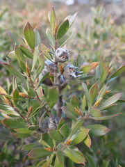 Leptospermum turbinatum