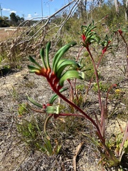 Anigozanthos manglesii