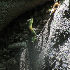 Basiliscus galeritus