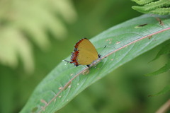 Heliophorus epicles