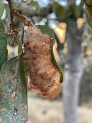 Andricus crystallinus