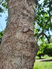 Hamadryas