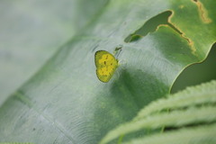 Eurema andersoni