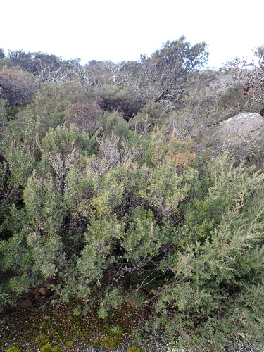 Image of Shiny Tea-Tree (Leptospermum turbinatum) by (c) Nina Kerr, some rights reserved (CC BY)