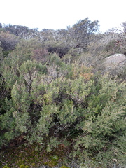 Leptospermum turbinatum