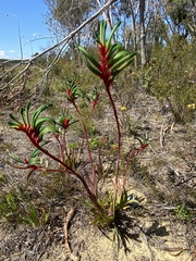 Anigozanthos manglesii