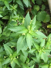 Mercurialis annua